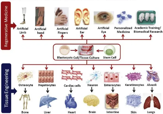 Current Gentaur&#39;s Applications of Regenerative Medicine