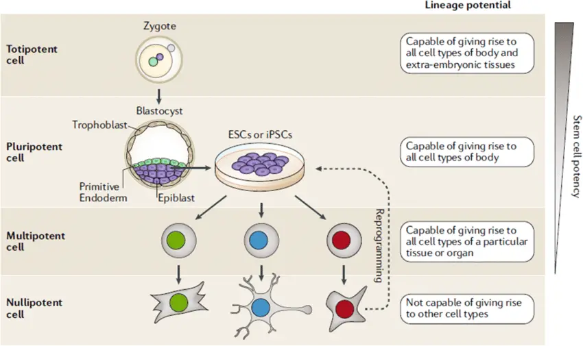 Gentaur Stem Cell Hierarchy